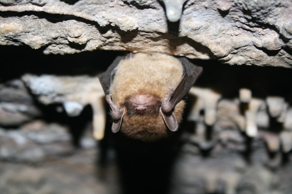 The World & Me: Bat Week Extravaganza with special guests…Arachnids!